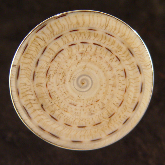 R0901 | Ring